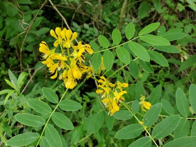 Senna hebecarpa, photographed by Tom Field