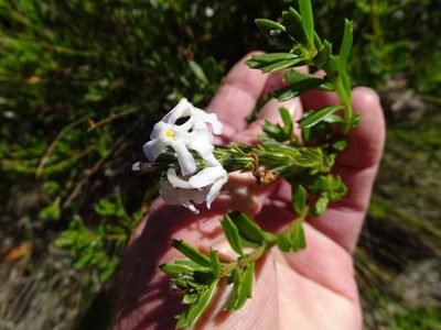 Chascanum cernuum, photographed by Shaun Swanepoel