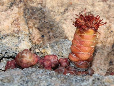 Crassula barklyi, photographed by Tony Rebelo