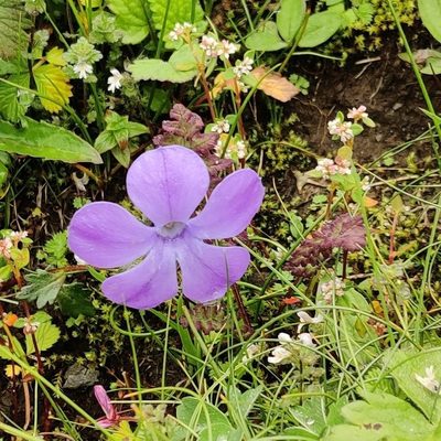Cyananthus lobatus, photographed by Name
