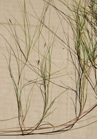Ficinia capillifolia, photographed by Charles Stirton