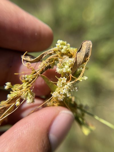 Cuscuta pentagona, photographed by Brandon Corder