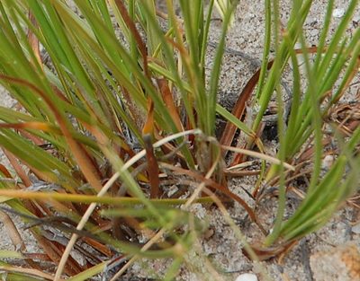 Ficinia cedarbergensis, photographed by Charles Stirton