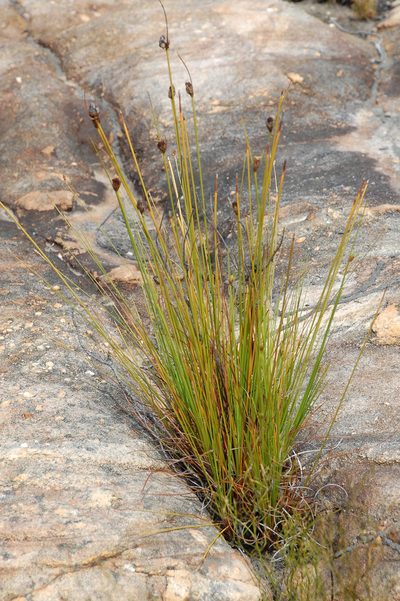 Ficinia cedarbergensis, photographed by Charles Stirton