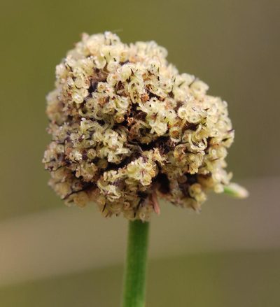 Ficinia jardinei, photographed by Charles Stirton