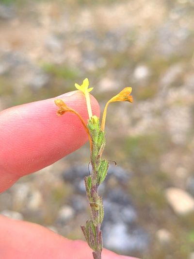 Odontites longiflorus, photographed by Denys Vynokurov
