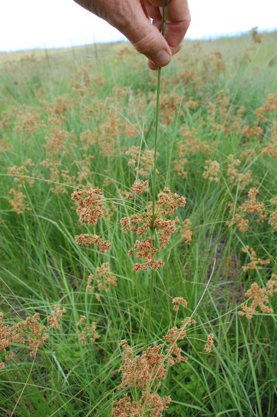 Scirpoides burkei, photographed by Charles Stirton