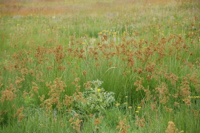 Scirpoides burkei, photographed by Charles Stirton