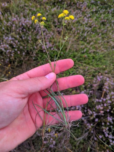 Bupleurum ranunculoides, photographed by Denys Vynokurov