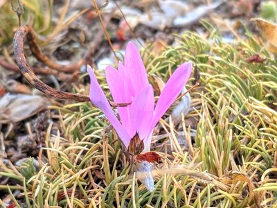 Colchicum montanum, photographed by Denys Vynokurov