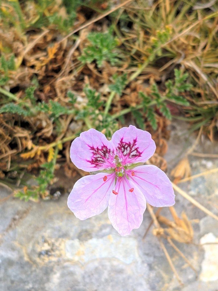 Erodium daucoides, photographed by Denys Vynokurov