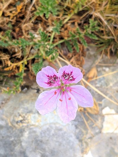 Erodium daucoides, photographed by Denys Vynokurov