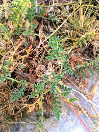 Erodium daucoides, photographed by Denys Vynokurov