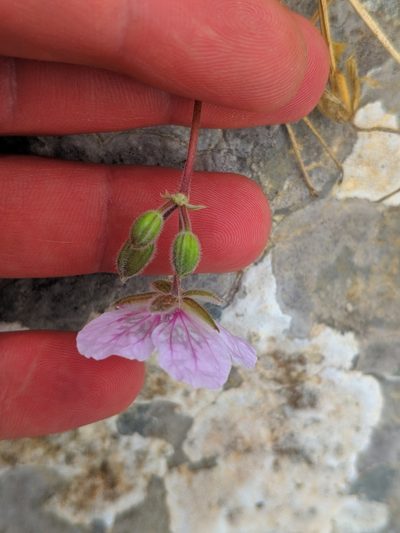 Erodium daucoides, photographed by Denys Vynokurov