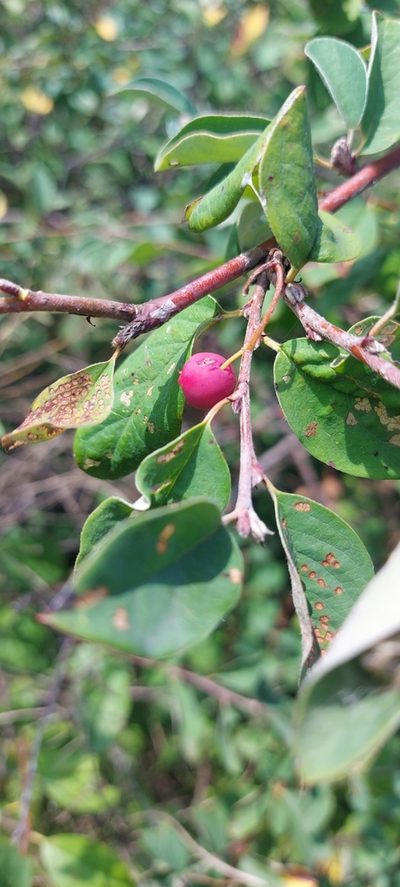 Cotoneaster alaunicus, photographed by Александр Косоротов