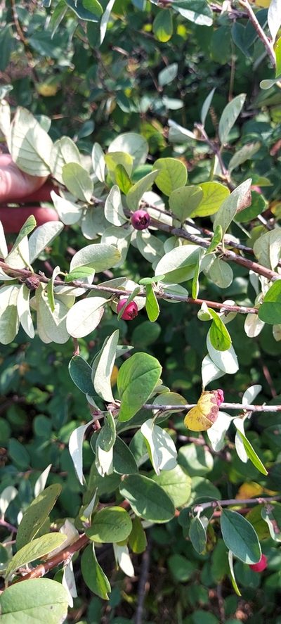 Cotoneaster alaunicus, photographed by Александр Косоротов