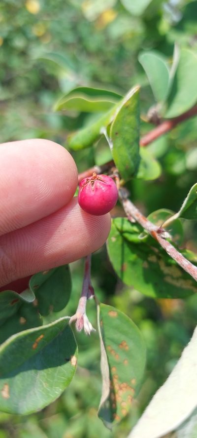 Cotoneaster alaunicus, photographed by Александр Косоротов