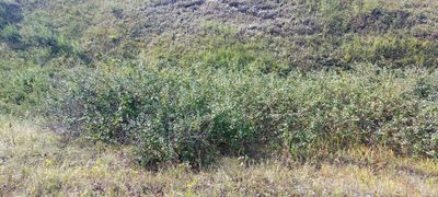 Cotoneaster alaunicus, photographed by Александр Косоротов