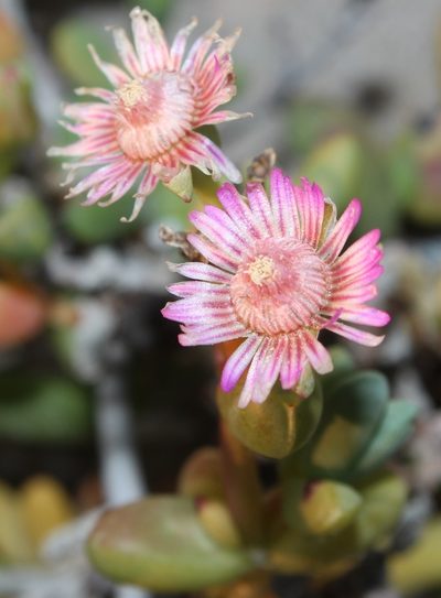 Amphibolia succulenta, photographed by Tony Rebelo
