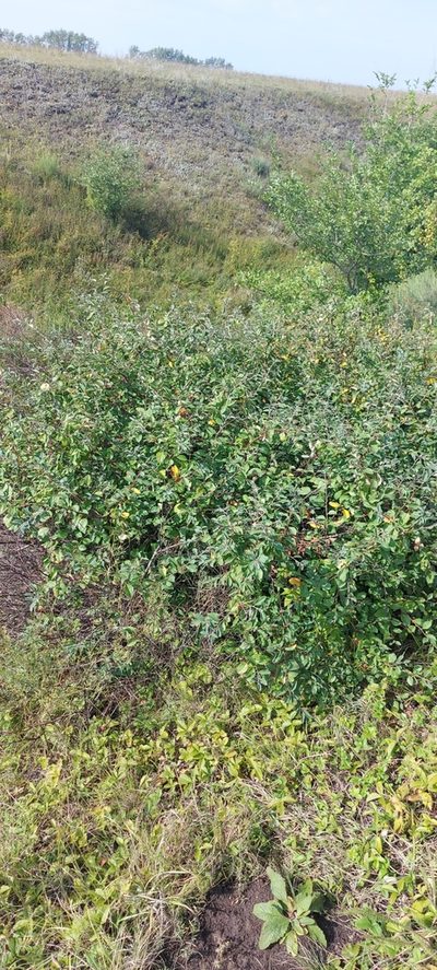 Cotoneaster alaunicus, photographed by Александр Косоротов