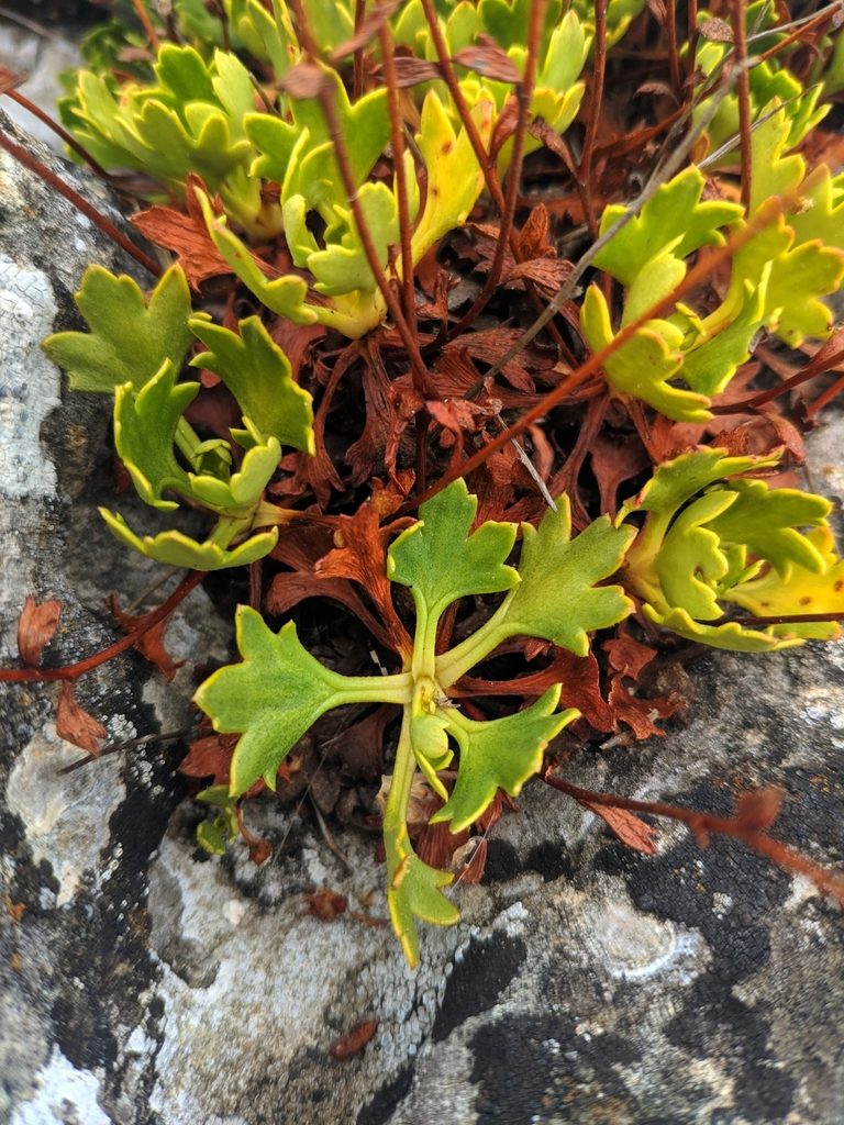 Saxifraga cuneata, photographed by Denys Vynokurov