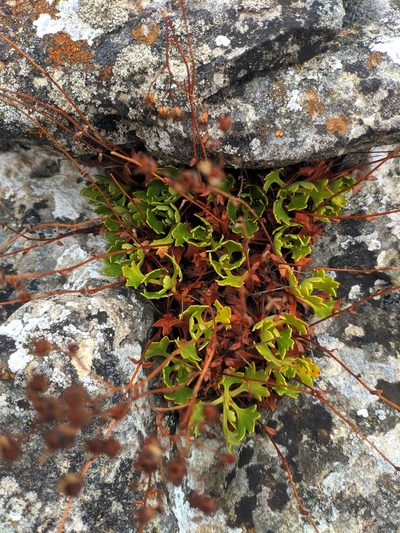 Saxifraga cuneata, photographed by Denys Vynokurov