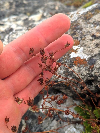 Saxifraga cuneata, photographed by Denys Vynokurov