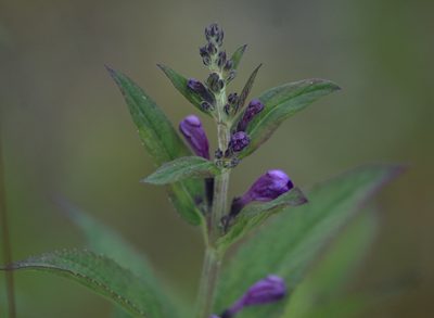Nepeta sibirica, photographed by Pavel Komkov