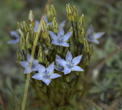 Lomatogonium carinthiacum, photographed by Pavel Komkov
