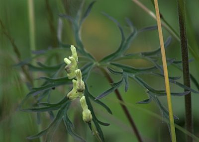 Aconitum barbatum
