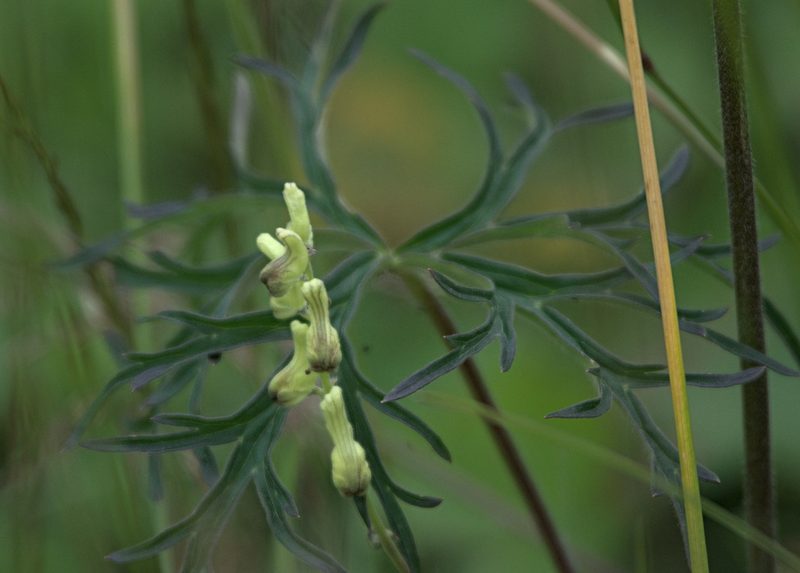 Aconitum barbatum, photographed by Pavel Komkov