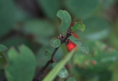 Cotoneaster uniflorus, photographed by Pavel Komkov