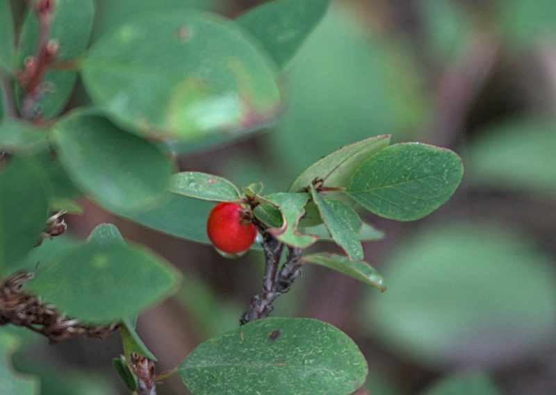 Cotoneaster uniflorus, photographed by Pavel Komkov