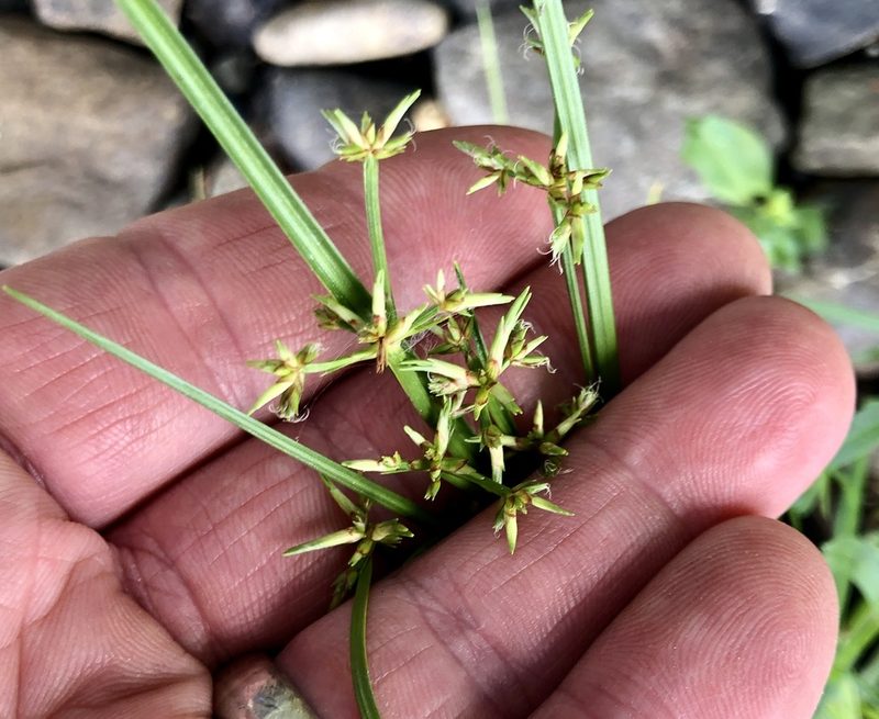 Cyperus dentatus, photographed by Jamie VanBuskirk