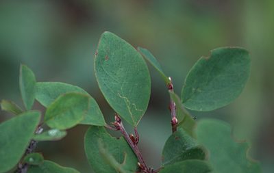 Cotoneaster uniflorus, photographed by Pavel Komkov