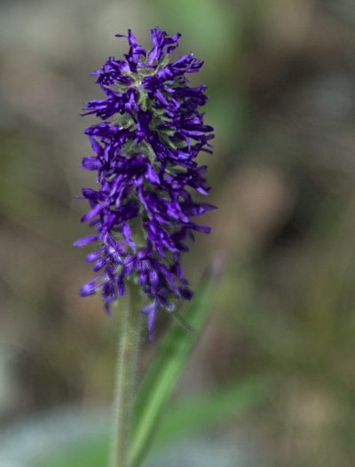 Veronica porphyriana, photographed by Pavel Komkov