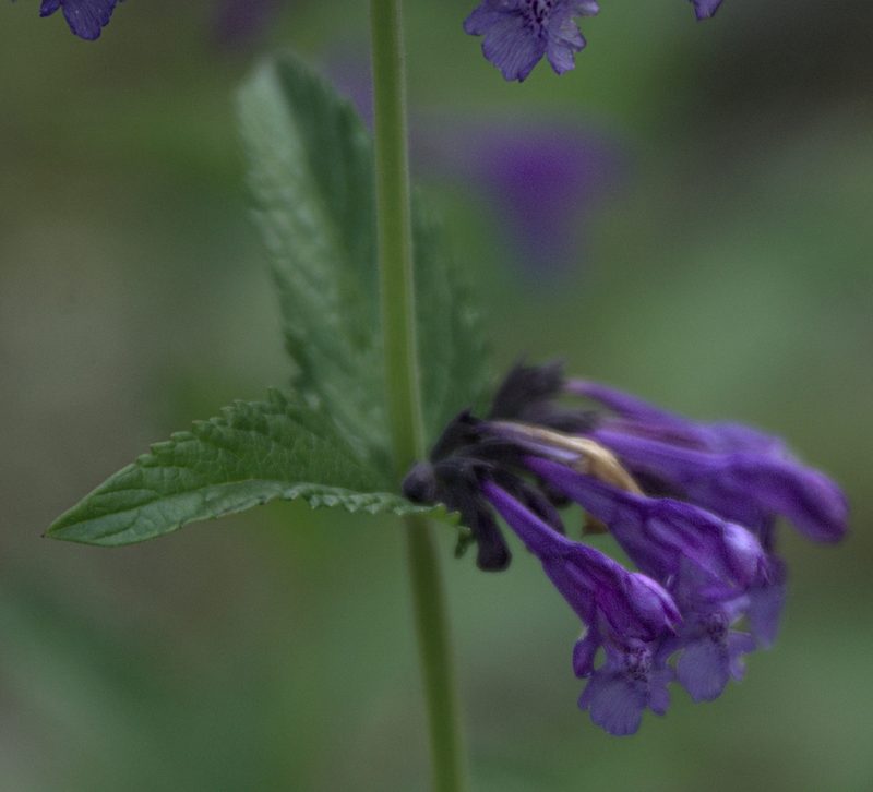 Nepeta sibirica, photographed by Pavel Komkov