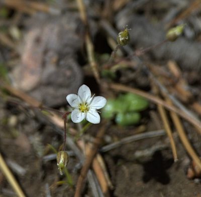 Sabulina verna, photographed by Pavel Komkov