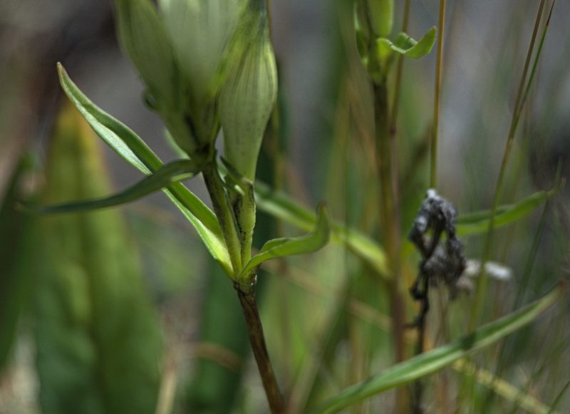 Gentiana algida, photographed by Pavel Komkov