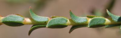 Euchaetis pungens, photographed by Charles Stirton