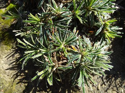 Ficinia truncata, photographed by Shaun Swanepoel
