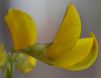 Lebeckia sepiaria, photographed by Charles Stirton