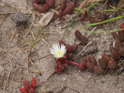 Delosperma subpetiolatum, photographed by Peter Archdale