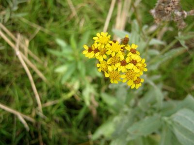 Senecio lanceus, photographed by Di Turner