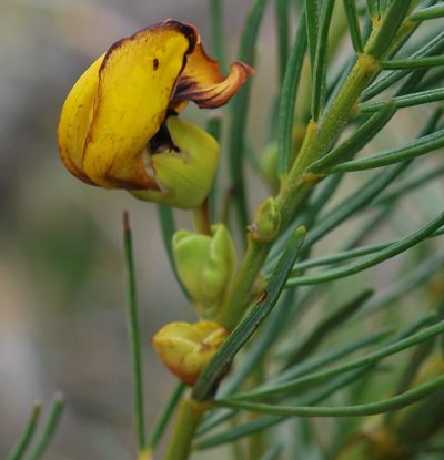 Cyclopia maculata, photographed by Charles Stirton