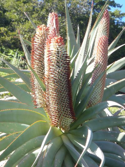 Aloe speciosa, photographed by Nicola van Berkel