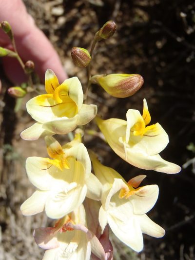 Freesia corymbosa, photographed by Nicola van Berkel