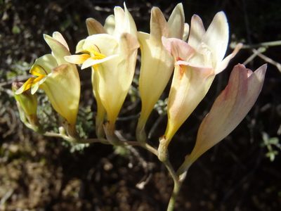 Freesia corymbosa, photographed by Nicola van Berkel