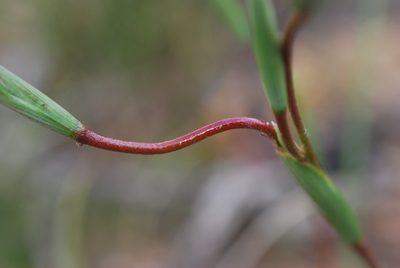 Moraea bituminosa, photographed by Charles Stirton