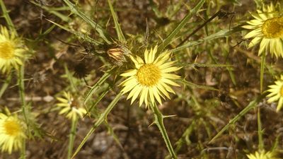 Carlina racemosa, photographed by Elizabete Marchante